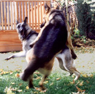 Picture: Ellie, my fourth guide dog (GSD) is frolicking in my back yard with Jasmine, a friend's German Shepherd  guide. Ellie is turning around while Jasmine is leaping in the air above her.